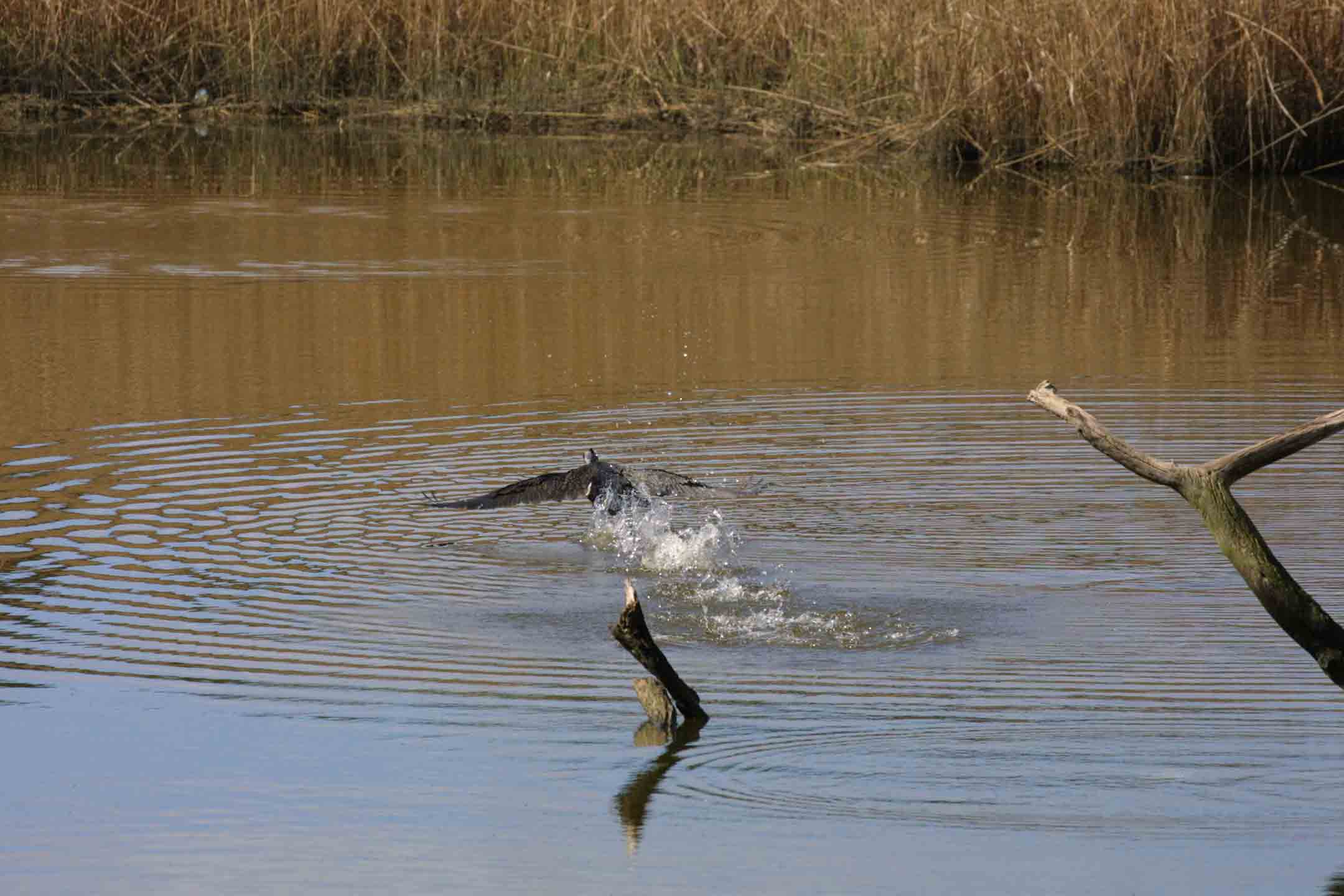 Involo di cormorano